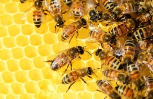 urbano pčelarstvo