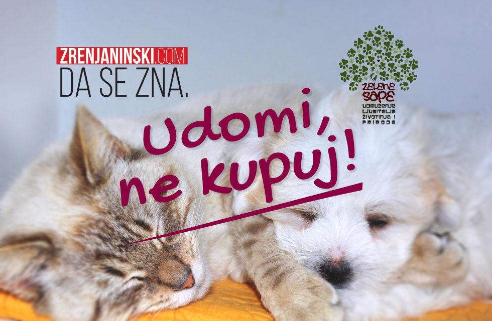 Portal Zrenjaninski i „Zelene šape“ pokreću akciju „Udomi, ne kupuj“