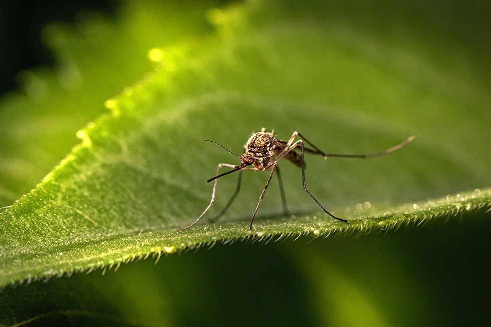 U Vojvodini počinju pripreme za ovogodišnju borbu protiv komaraca