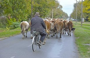 manji broj goveda u srbiji
