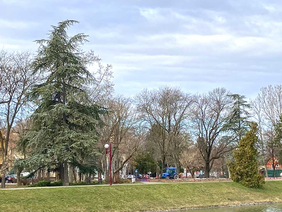 Ozelenjavanje Čokliget parka, seča starih stabala u ulici Jug Bogdana