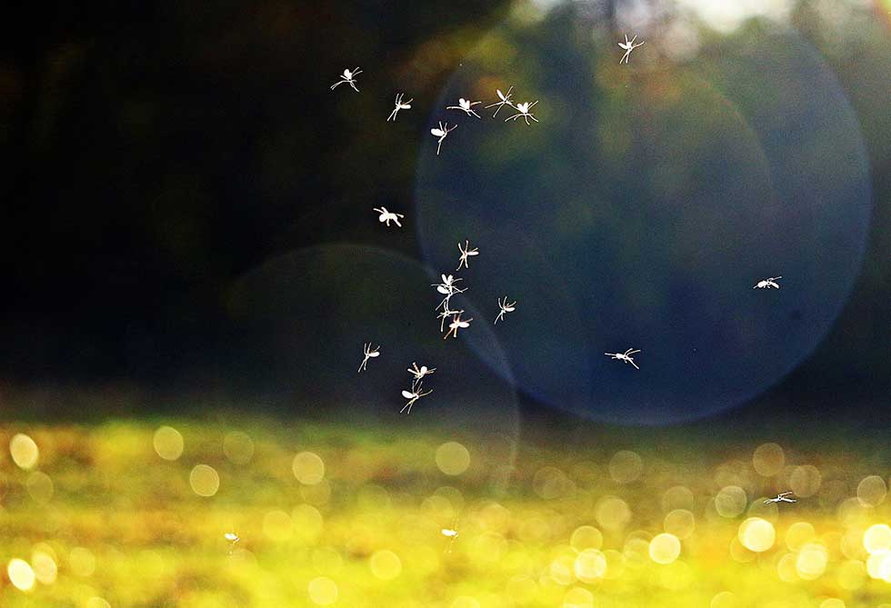 Na teritoriji grada Zrenjanina danas počinje borba protiv komaraca