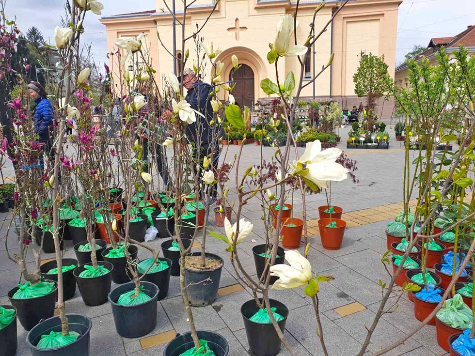 Magnolije su kraljice bašte: Ovo je najstariji cvet na planeti Zemlji