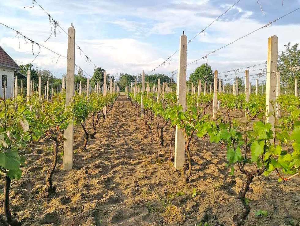 U taraškim vinogradima pune ruke posla za vredne vinogradare