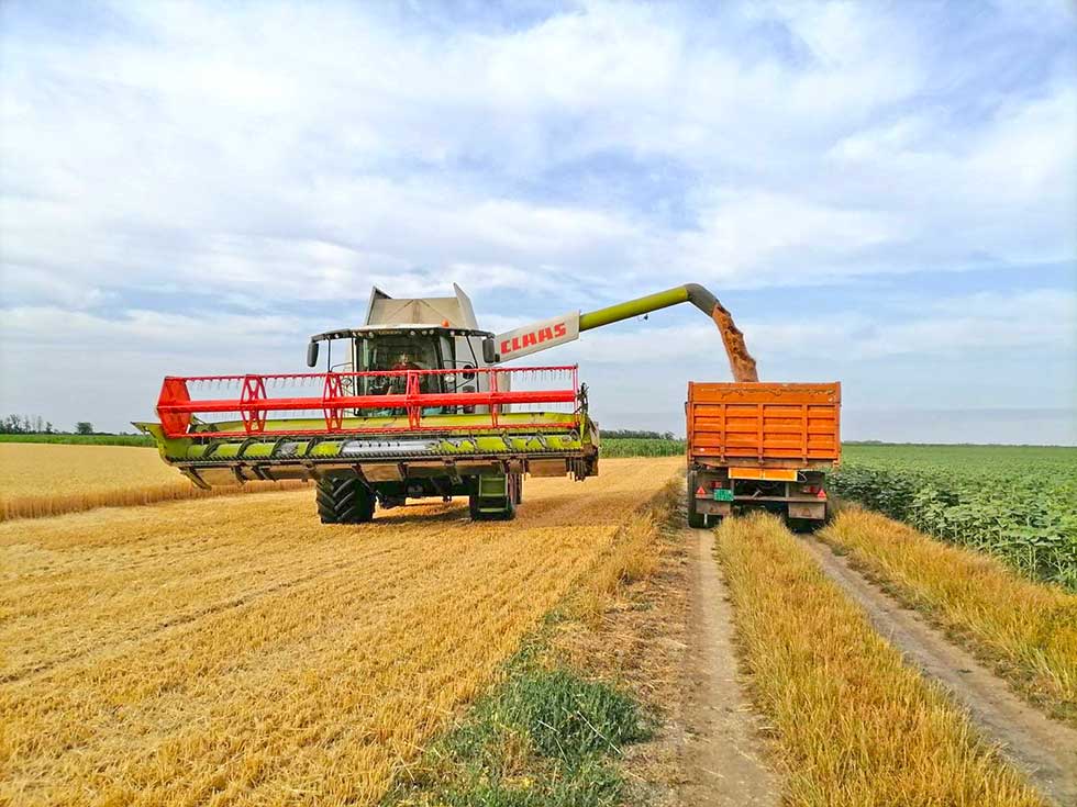 Počela žetva pšenice na srednjobanatskim poljima