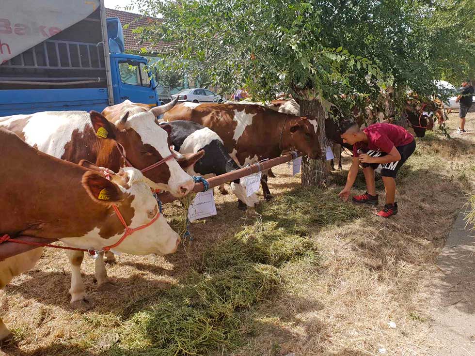 U Orlovatu održana izložba goveda i ovaca, ovo smo tamo zabeležili (Foto)