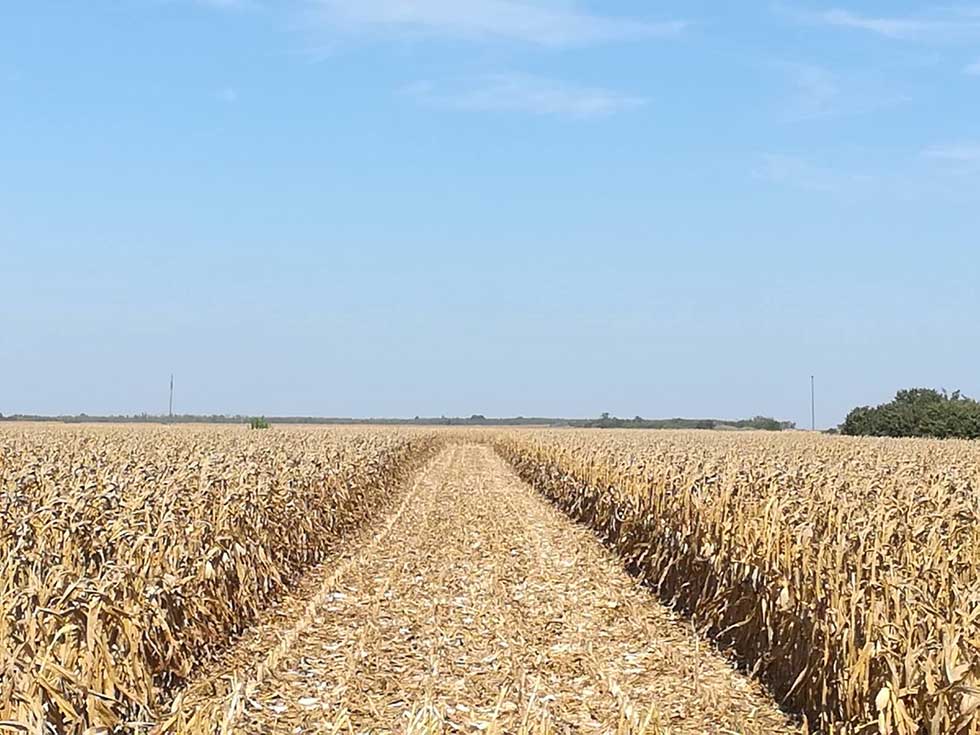 Žetva kukuruza u ataru Hetina privedena kraju – prinosi loši