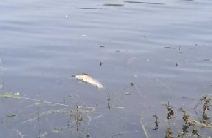 čuvari perleza upozoravaju da mrtva riba pluta begejom