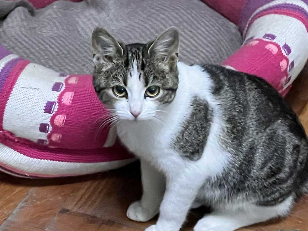 Udomi, ne kupuj: Maca Ljubinka je bila ostavljena u nedođiji