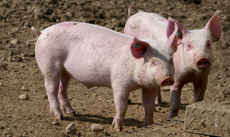 Oglašena prodaja firme „PKB Imes“ u čijem se sastavu nalazi i farma svinja u Farkaždinu