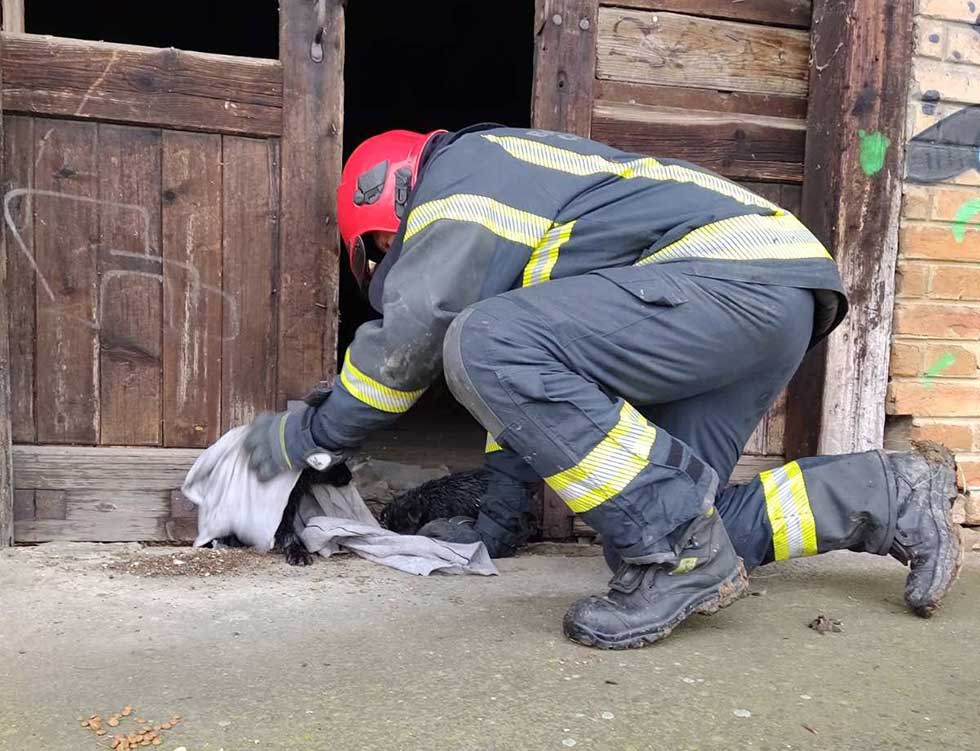 Zrenjaninski vatrogasci spasili dva šteneta iz šahta