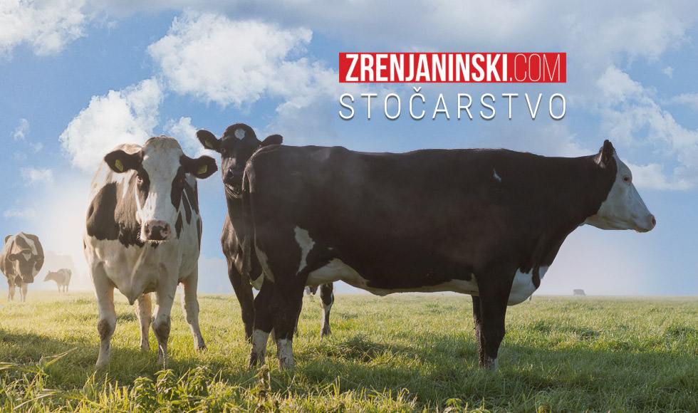 Vukašin Baćina: Stanje u mlečnom govedarstvu je jako teško i nije od juče