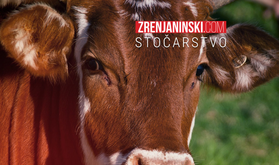 Stočari zabrinuti: Broj goveda u našoj zemlji na istorijskom minimumu