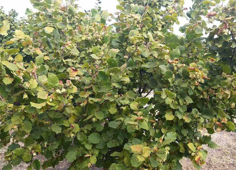 Prodaje se voćnjak u Aradcu, u njemu se nalaze lešnici i orasi