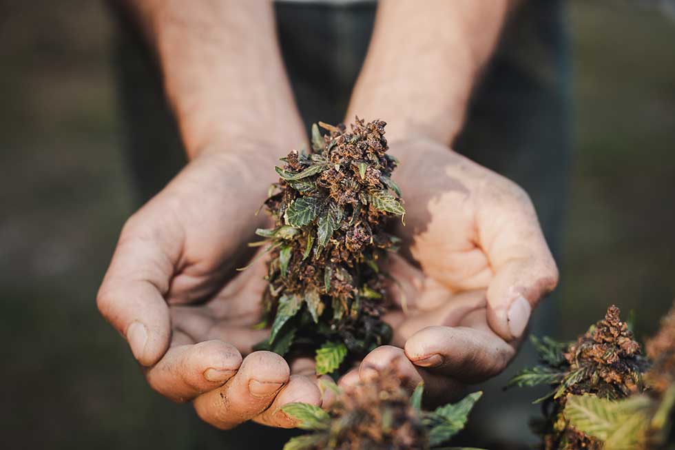 Kod uhapšenog mladića iz Zrenjanina policija pronašla oko 230 grama marihuane