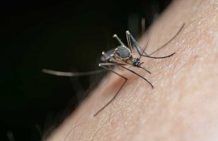 tretmani suzbijanja komaraca