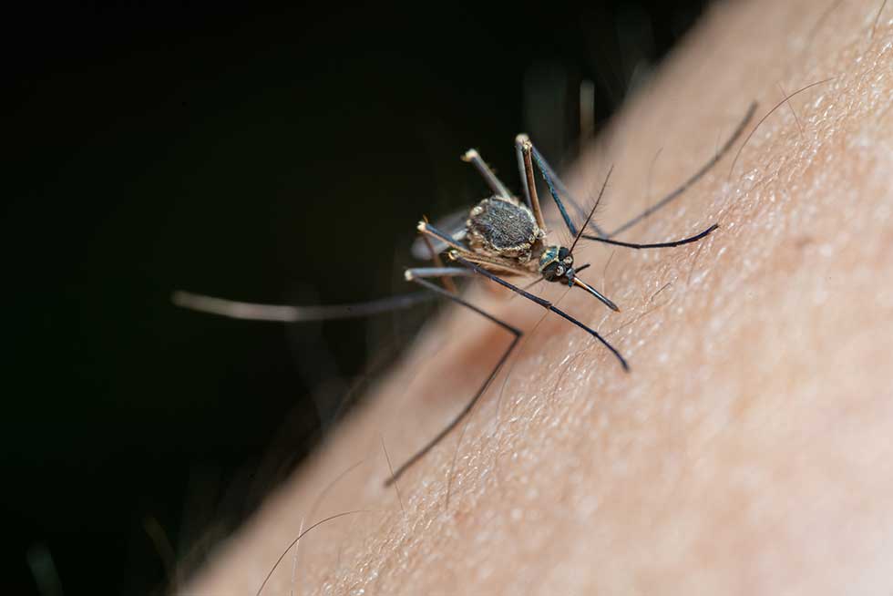 Rat sa krvopijama se nastavlja: Tretmani suzbijanja komaraca u selima oko Zrenjanina