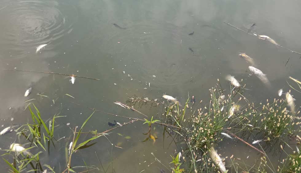 Svake godine isto: Begej smrdi, a rekom pluta uginula riba (Foto)