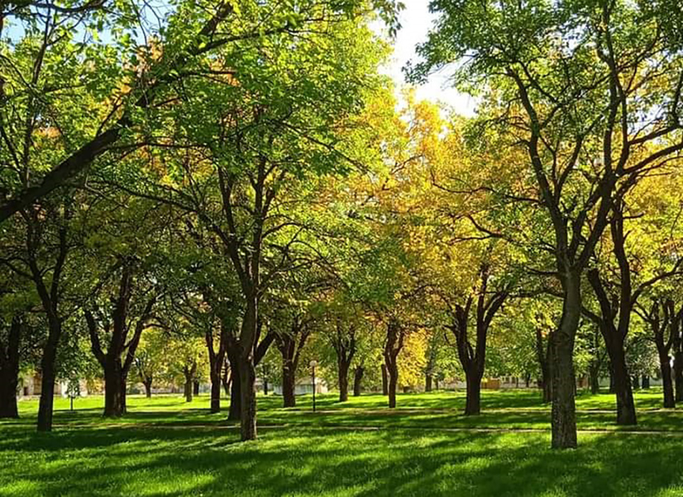 Vodimo vas u Debeljaču: Stabla duda u varoškom parku i danas privlače pažnju izletnika