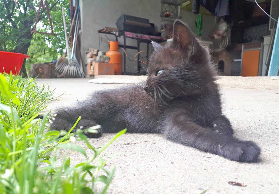 Udomi, ne kupuj: Mačak Crnko ima dva meseca i spreman je za udomljavanje