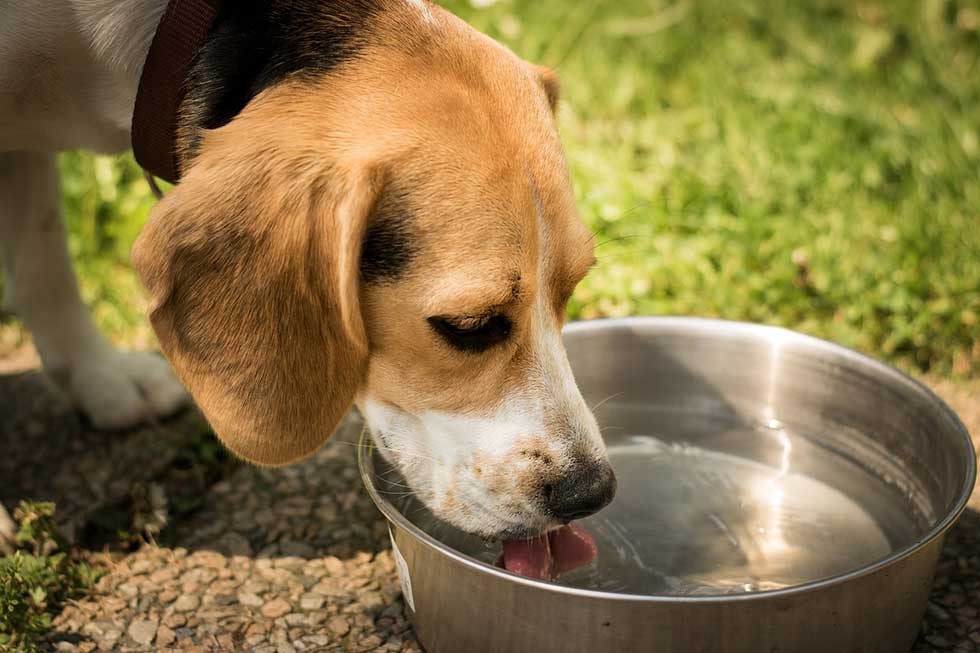 Tokom vrućina najugroženije su napuštene životinje, volonteri apeluju da im se iznosi voda