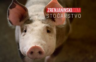 zbog afričke kuge u srbiji do sada eutanazirana 4.551 svinja