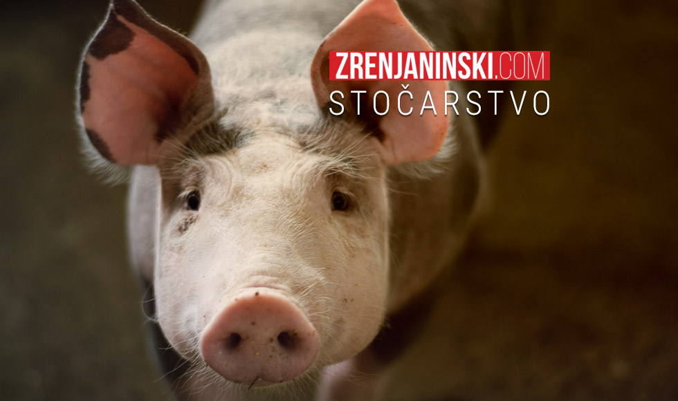 Zbog afričke kuge u Srbiji do sada eutanazirana 4.551 svinja