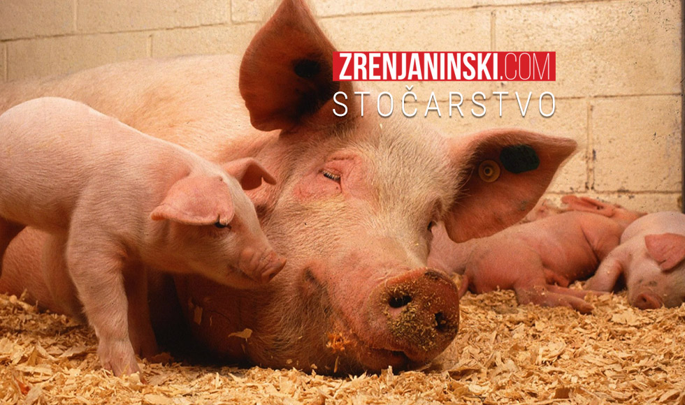 Afrička kuga svinja: I Banatski Dvor na spisku zaraženih područja