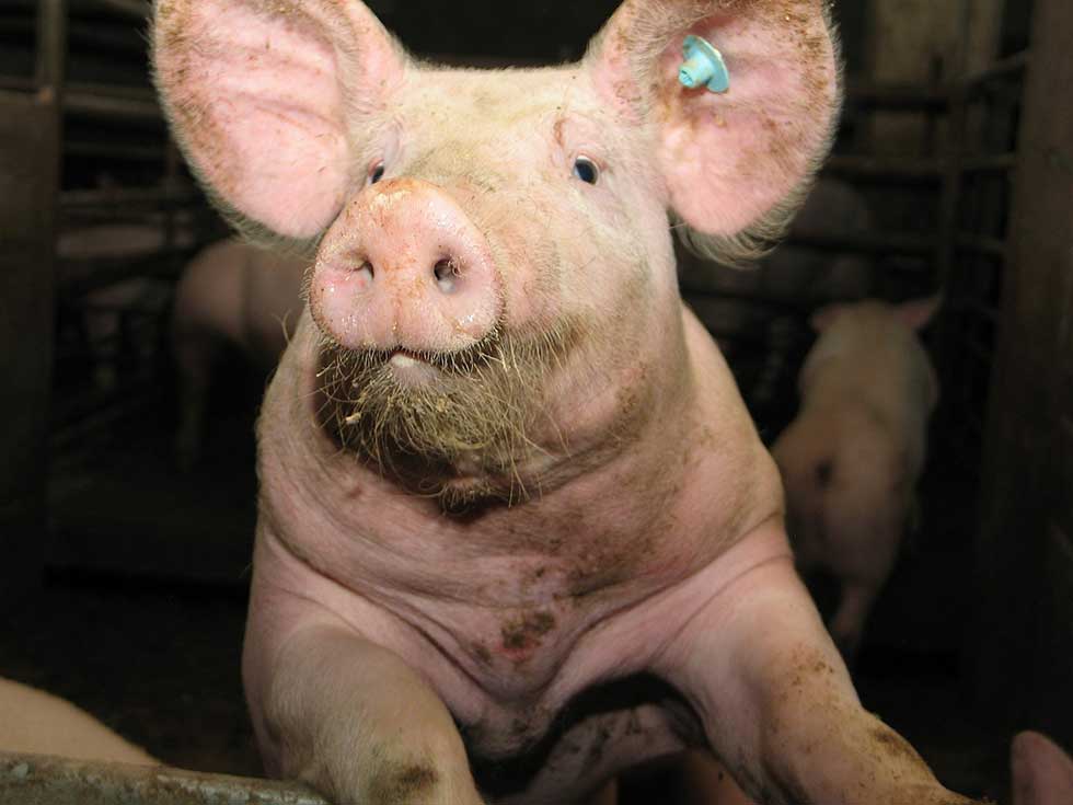 Afrička kuga svinja registrovana i u Jarkovcu, zasedao Okružni štab za vanredne situacije