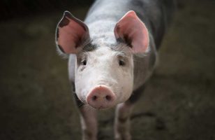 afrička kuga svinja u selu knićanin