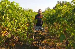 berba grožđa u taraškim vinogradima