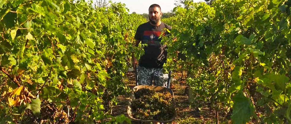 berba grožđa u taraškim vinogradima
