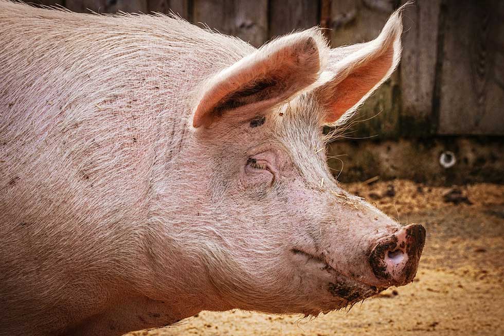 U zaraženim gazdinstvima obavljena eutanazija 46.938 svinja