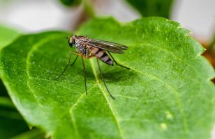 komarac prenosilac virusa zapadnog nila