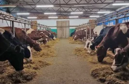 Sonja Mihajlov ima farmu krava u Elemiru: Svakog dana isporučuje mleko ekstra kvaliteta