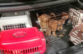 Otkriveni krijumčari: Sprečeno da na osnovu lažne dokumentacije zemlju napusti 21 pas