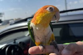 FOTO: Zaplenjen zaštićeni papagaj, putnik pokušao da ga prenese preko granice bez dozvole