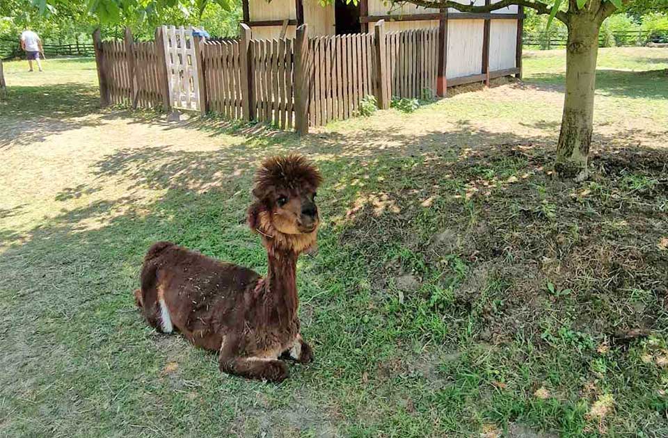 FOTO: Alpake su stigle i u našu zemlju i zaista mogu da vam ulepšaju dan