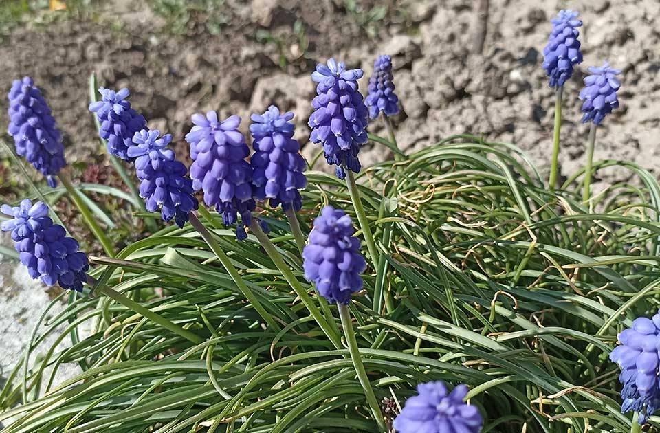 Jegrička je dragulj prirode u čijim lepotama uživaju i Zrenjaninci