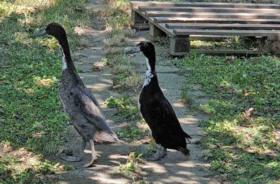 FOTO: Indijske patke trkačice stigle i do Zrenjanina… One su ukras svakog dvorišta