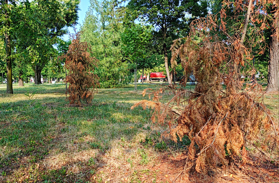 FOTO: Karađorđev park tokom paklenih vrućina – jutros stigla i cisterna sa vodom