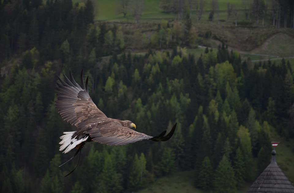 Sjajne vesti: Povećava se populacija orlova krstaša u našim krajevima