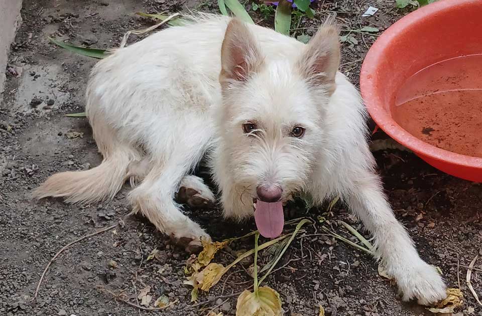 Udomi, ne kupuj: Lena je divne naravi, vrlo je mazna i umiljata