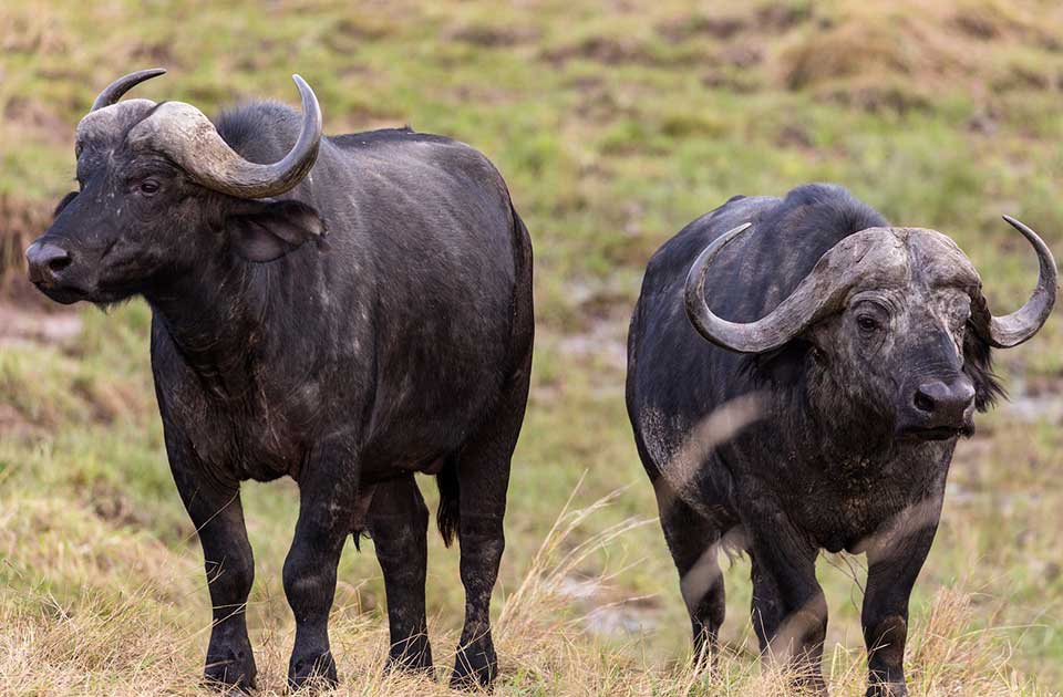 Na sednici Zelenog saveta Grada Zrenjanina razgovaralo se i o bivolima