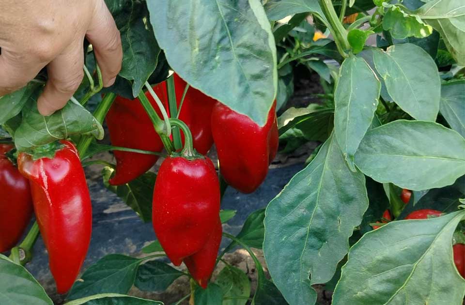 Paprika koju proizvodi Čila Tomić iz Lazareva našla put do mnogih kupaca