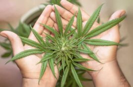 marihuana