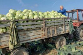 Olivera Mijatov brzo završila posao na pijaci: Kupus iz Taraša „planuo“ u rekordnom roku