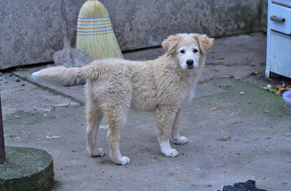 Udomi, ne kupuj: Prelepa Didi ima tek šest meseci, a već se toliko namučila