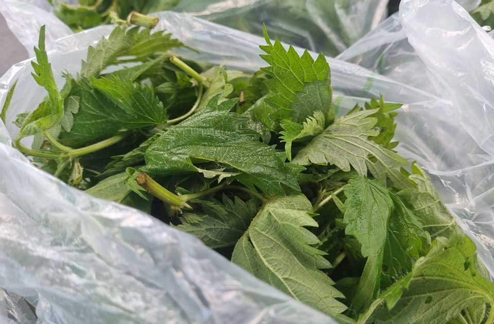 kopriva