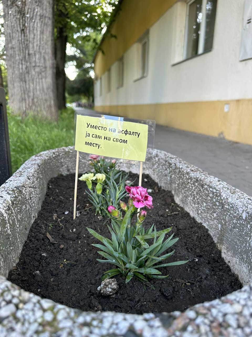 cveće elemir